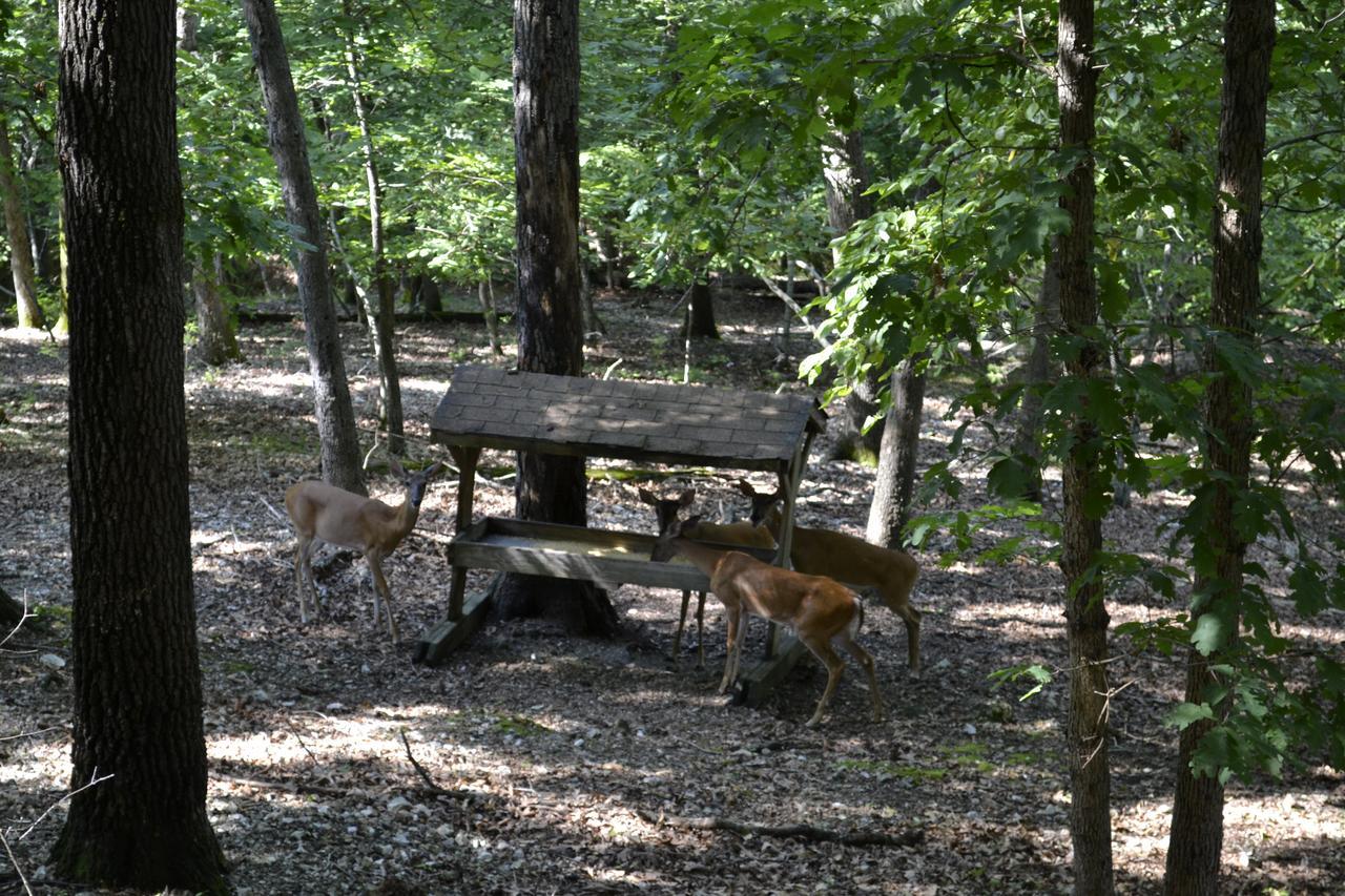 Apple Blossom Inn Eureka Springs Εξωτερικό φωτογραφία